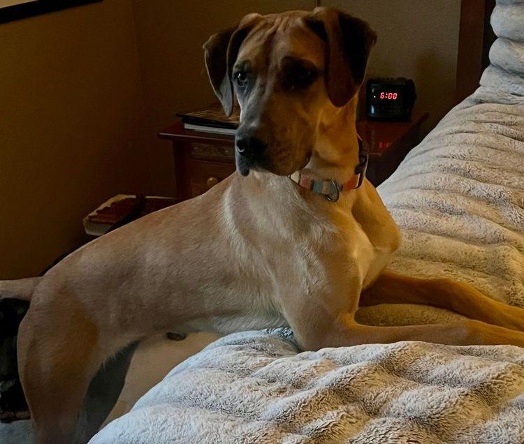 Enlarge Ruby, an adopted mixed breed in Larkspur, CO image 3/3