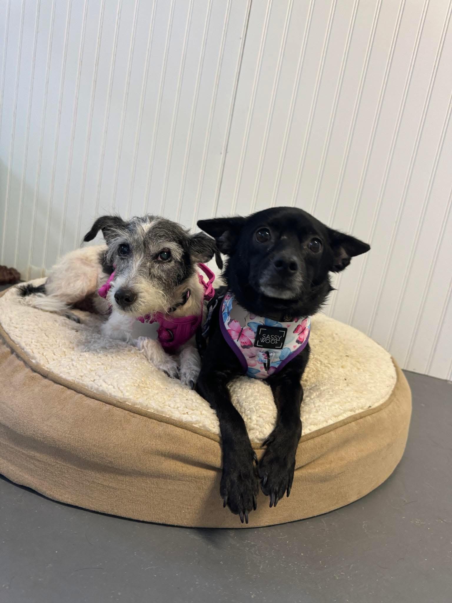 Enlarge Freya and Jonnah, a Adopted mixed breed in Venice, FL image 1/4