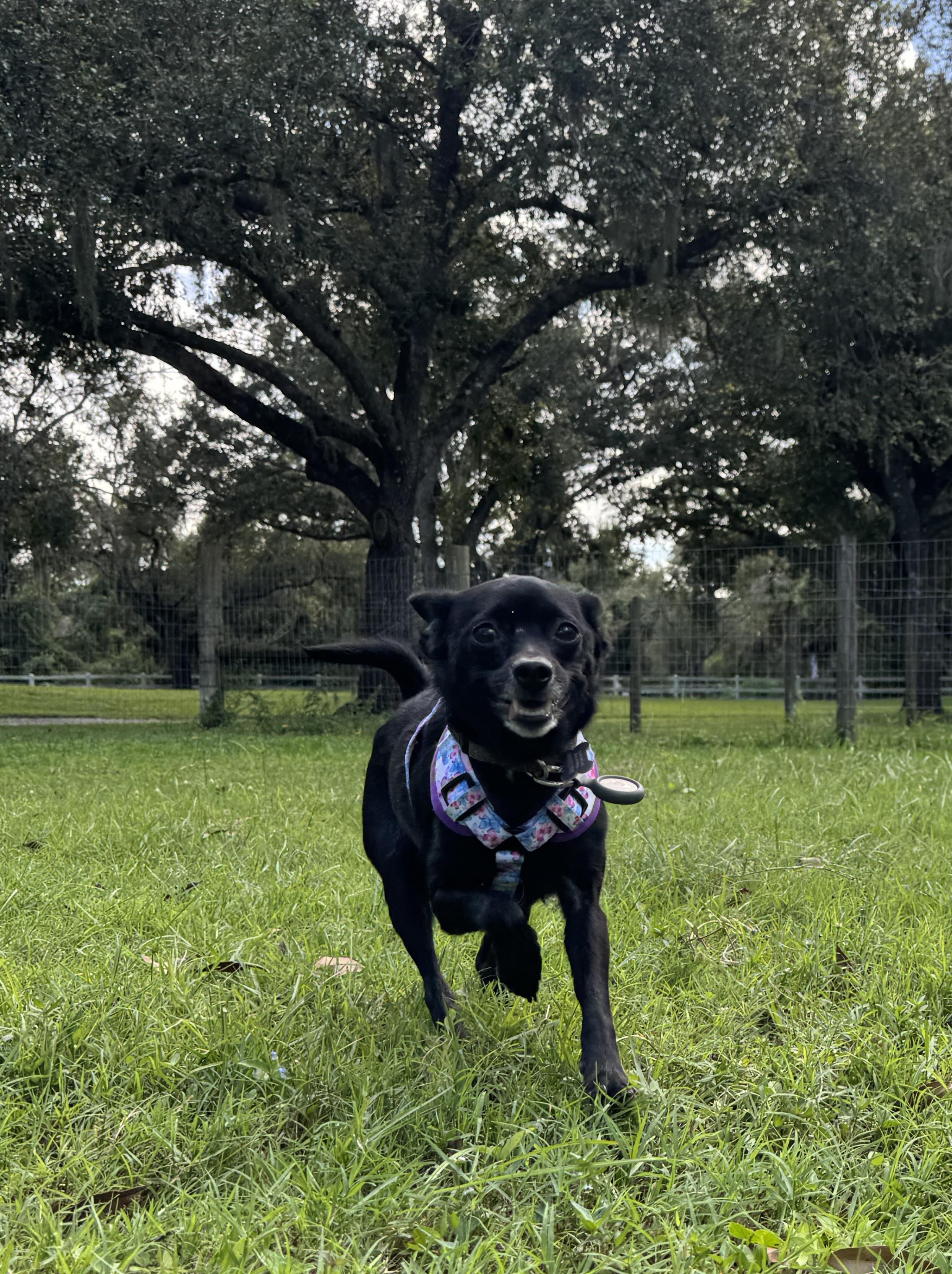 Enlarge Freya and Jonnah, a Adopted mixed breed in Venice, FL image 4/4