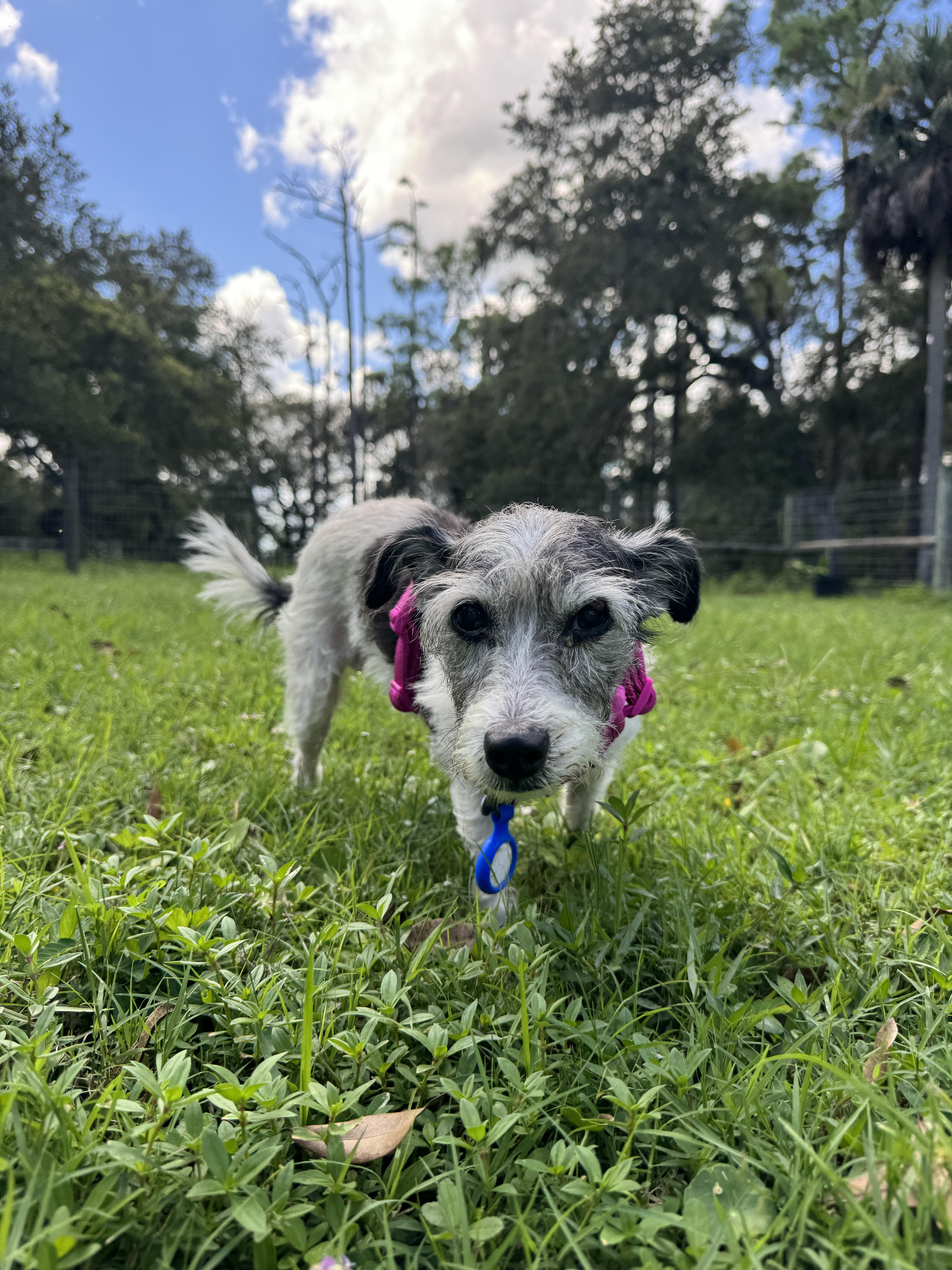 Enlarge Freya and Jonnah, a Adopted mixed breed in Venice, FL image 3/4