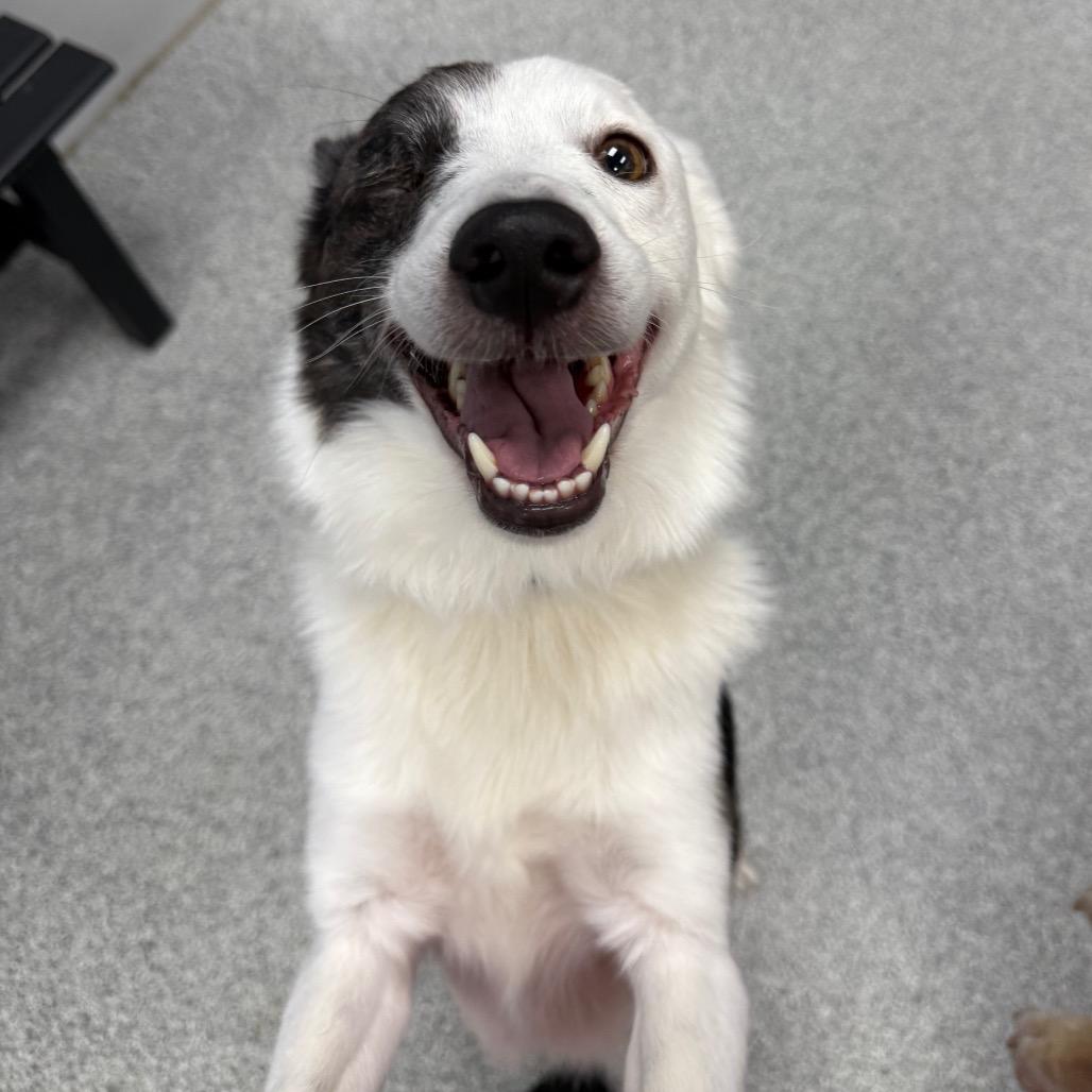 Enlarge Asparagus, a ADOPTABLE mixed breed in Monticello, IA image 3/6