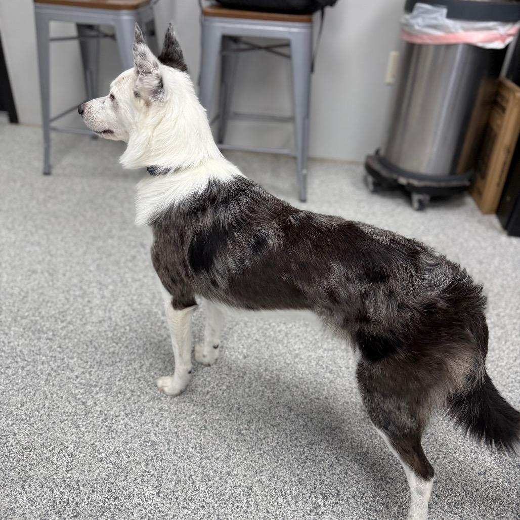 Enlarge Asparagus, a ADOPTABLE mixed breed in Monticello, IA image 2/6