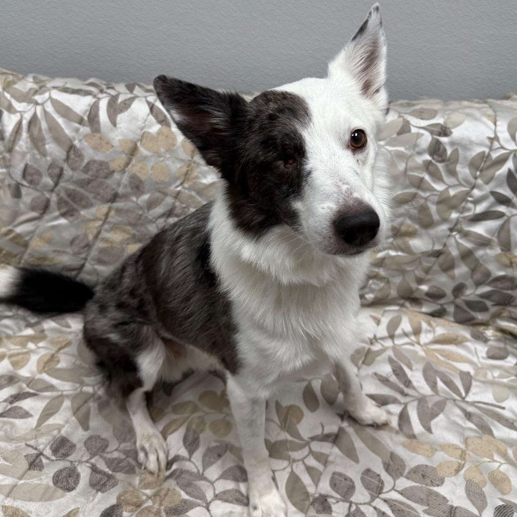 Enlarge Asparagus, a ADOPTABLE mixed breed in Monticello, IA image 5/6