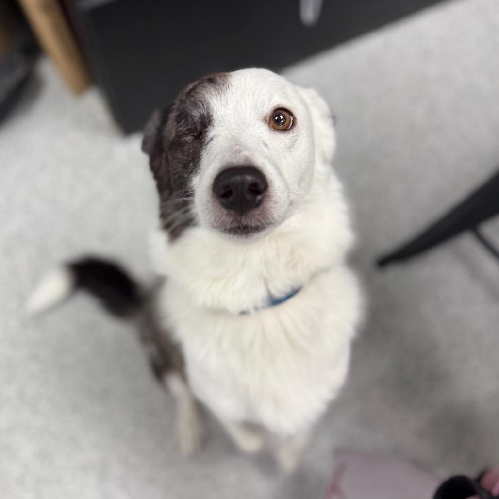 Enlarge Asparagus, a ADOPTABLE mixed breed in Monticello, IA image 6/6