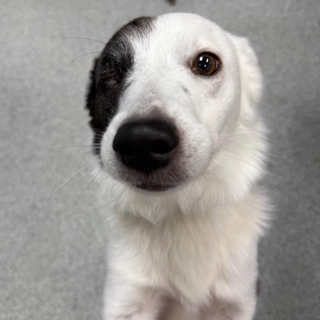 Enlarge Asparagus, a ADOPTABLE mixed breed in Monticello, IA image 1/6