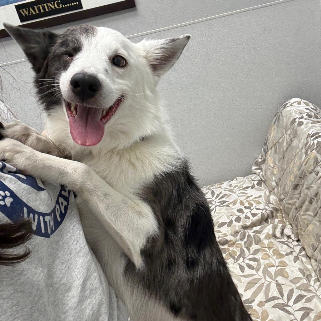 Enlarge Asparagus, a ADOPTABLE mixed breed in Monticello, IA image 4/6