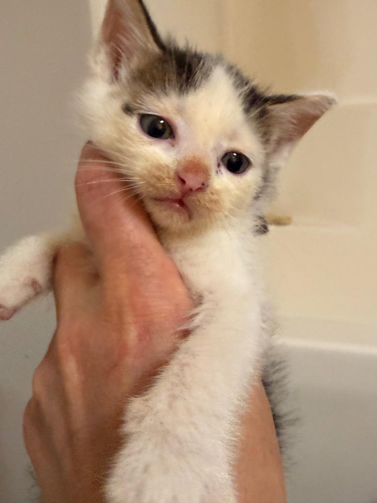 Enlarge Ross, a Adoptable mixed breed in Newnan, GA image 2/3