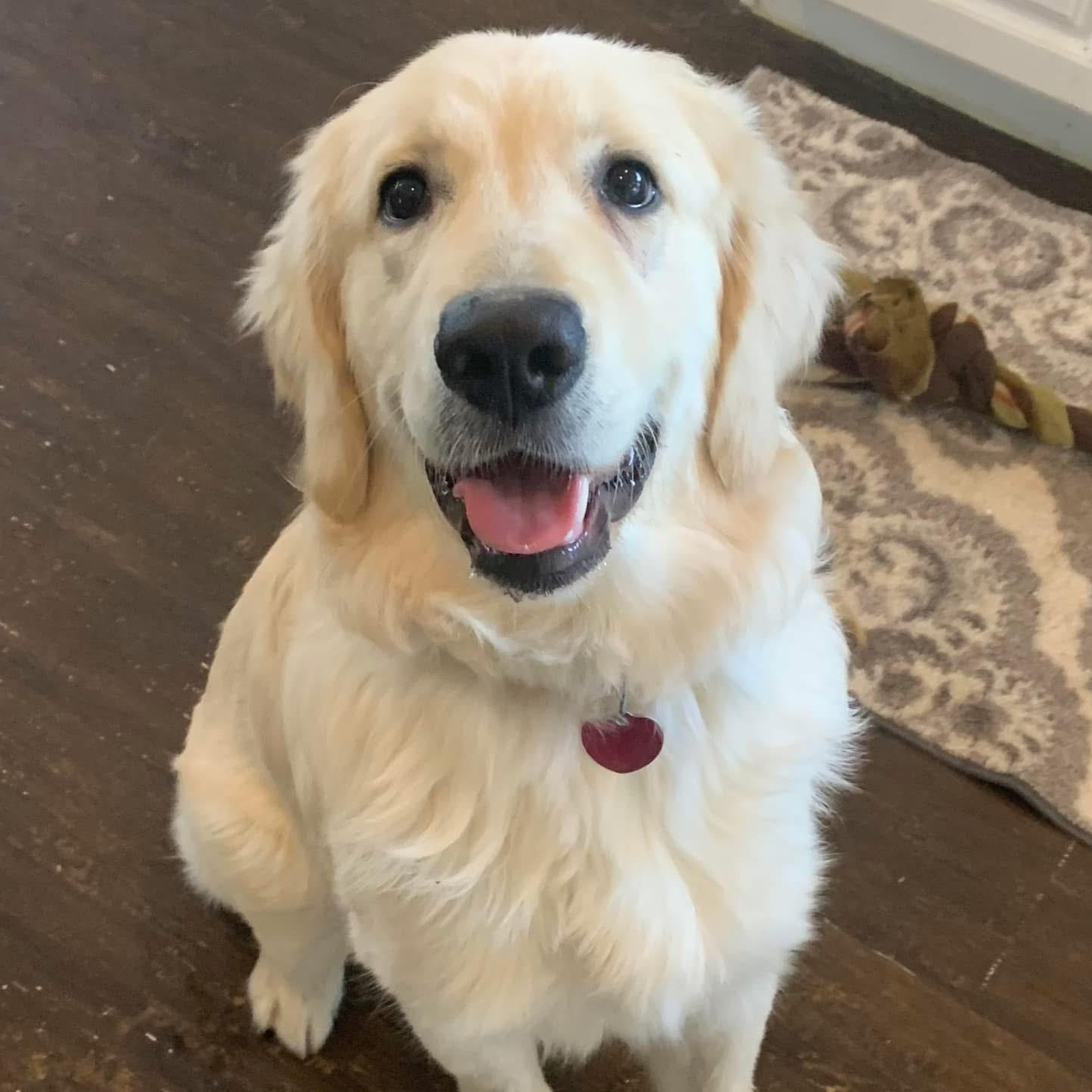 Murphy the Happiest Golden, a Adoptable Golden Retriever in Marlton, NJ image 2/6