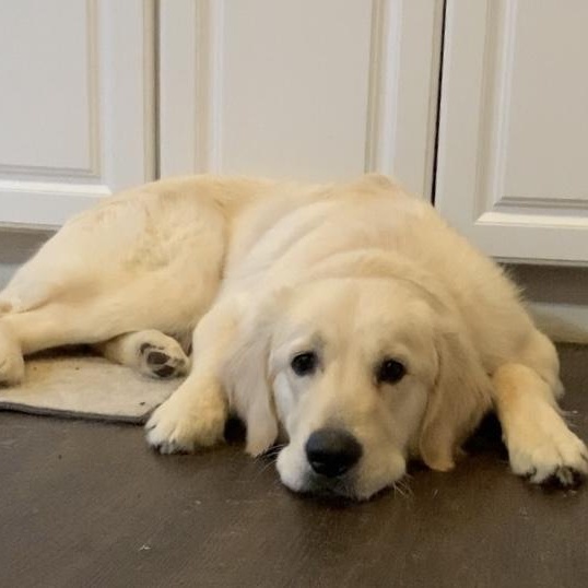 Murphy the Happiest Golden, a Adoptable Golden Retriever in Marlton, NJ image 4/6