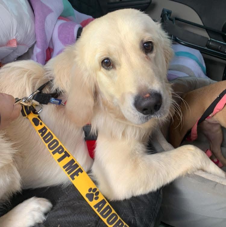 Murphy the Happiest Golden, a Adoptable Golden Retriever in Marlton, NJ image 5/6