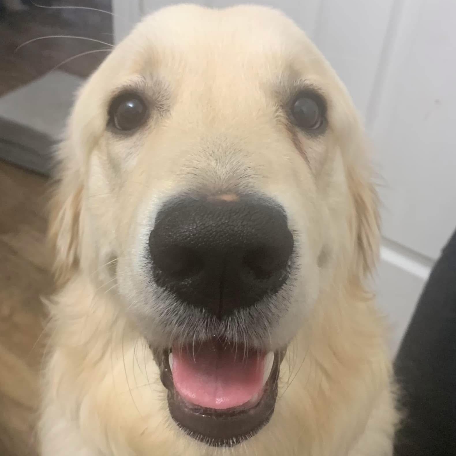 Murphy the Happiest Golden, a Adoptable Golden Retriever in Marlton, NJ image 3/6