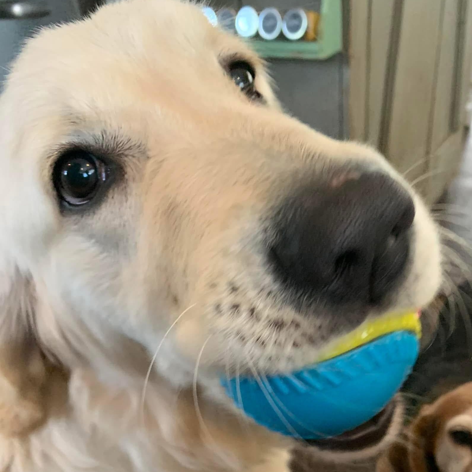 Murphy the Happiest Golden, a Adoptable Golden Retriever in Marlton, NJ image 6/6