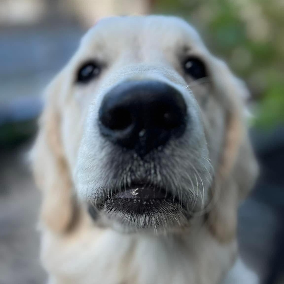 Murphy the Happiest Golden, a Adoptable Golden Retriever in Marlton, NJ image 1/6