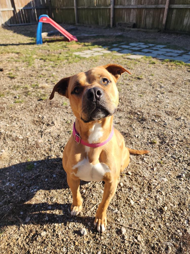 Tot, a Adoptable mixed breed in Evansville, IN image 1/6