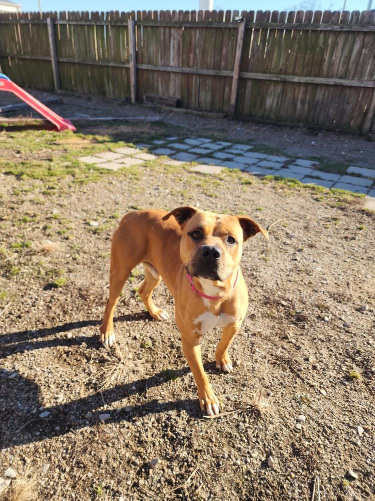 Tot, a Adoptable mixed breed in Evansville, IN image 2/6