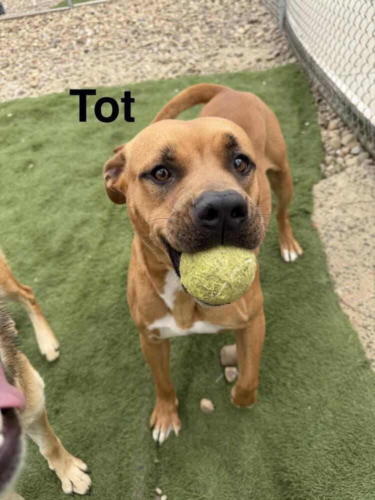 Tot, a Adoptable mixed breed in Evansville, IN image 3/6