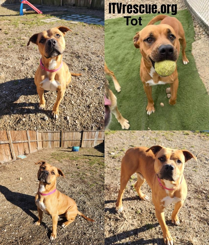 Tot, a Adoptable mixed breed in Evansville, IN image 4/6