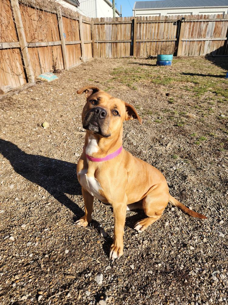 Tot, a Adoptable mixed breed in Evansville, IN image 5/6
