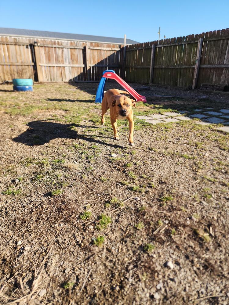 Tot, a Adoptable mixed breed in Evansville, IN image 6/6