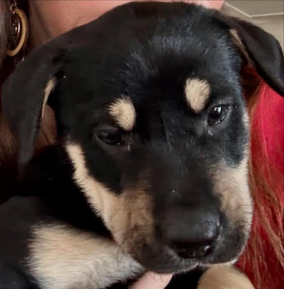 Raven, ADOPTABLE, Puppy Male Mixed Breed.