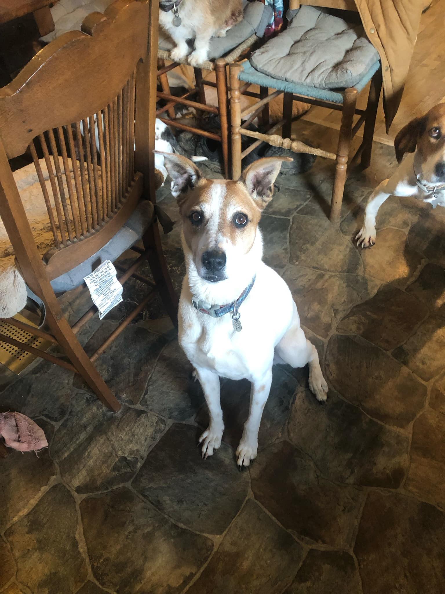 Jersey, a Adoptable mixed breed in Hillsboro, OH image 1/2