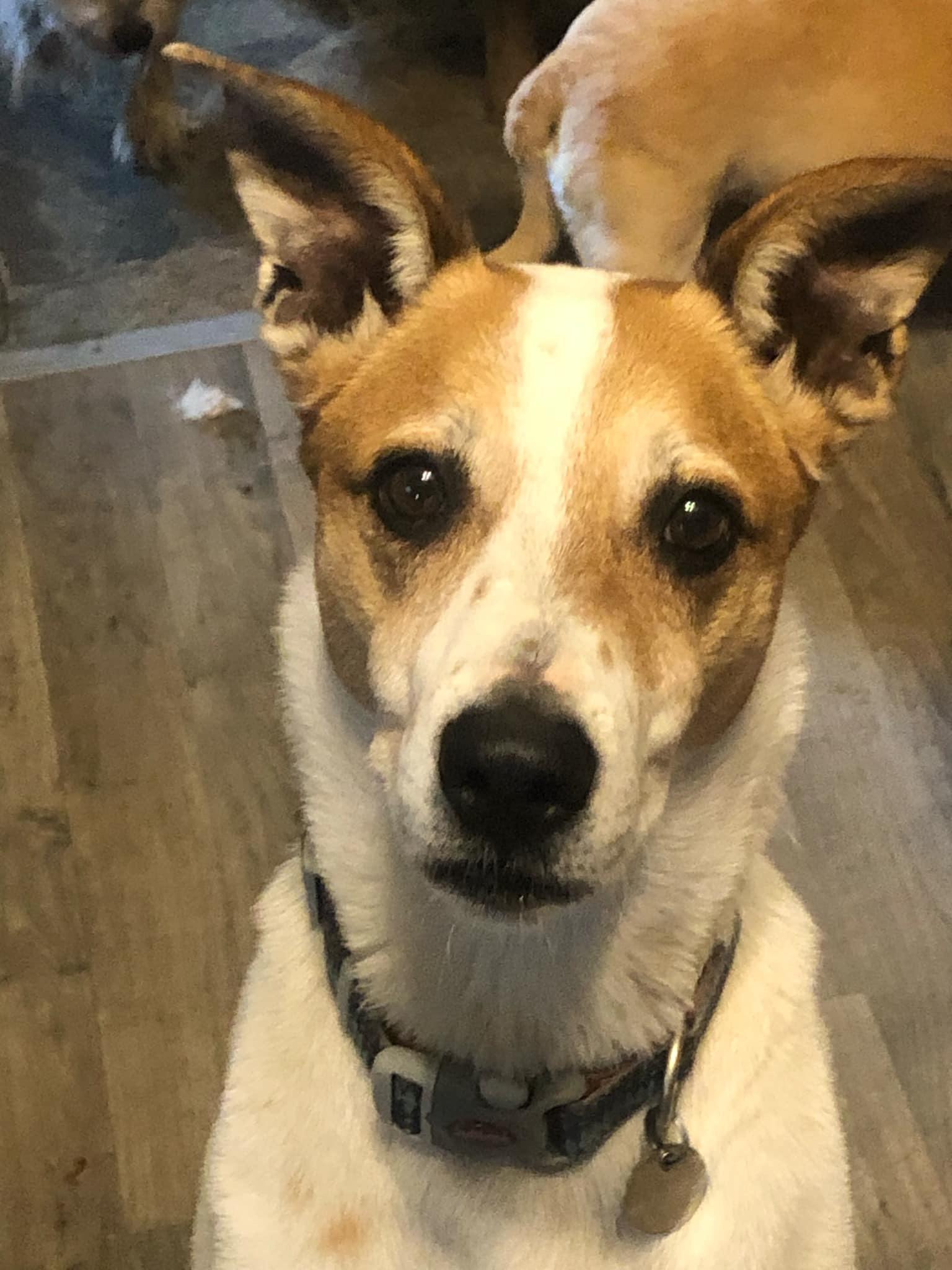 Jersey, a Adoptable mixed breed in Hillsboro, OH image 2/2