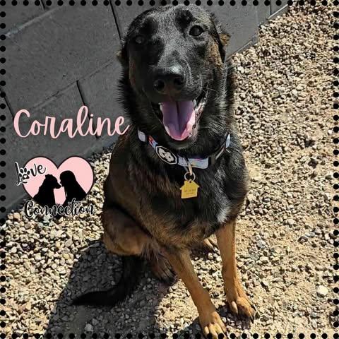 Enlarge Coraline, a Adoptable mixed breed in Gilbert, AZ image 1/1