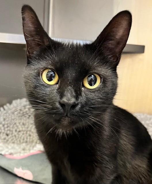 Ms. Kitty, ADOPTABLE, Adult Female American Shorthair.