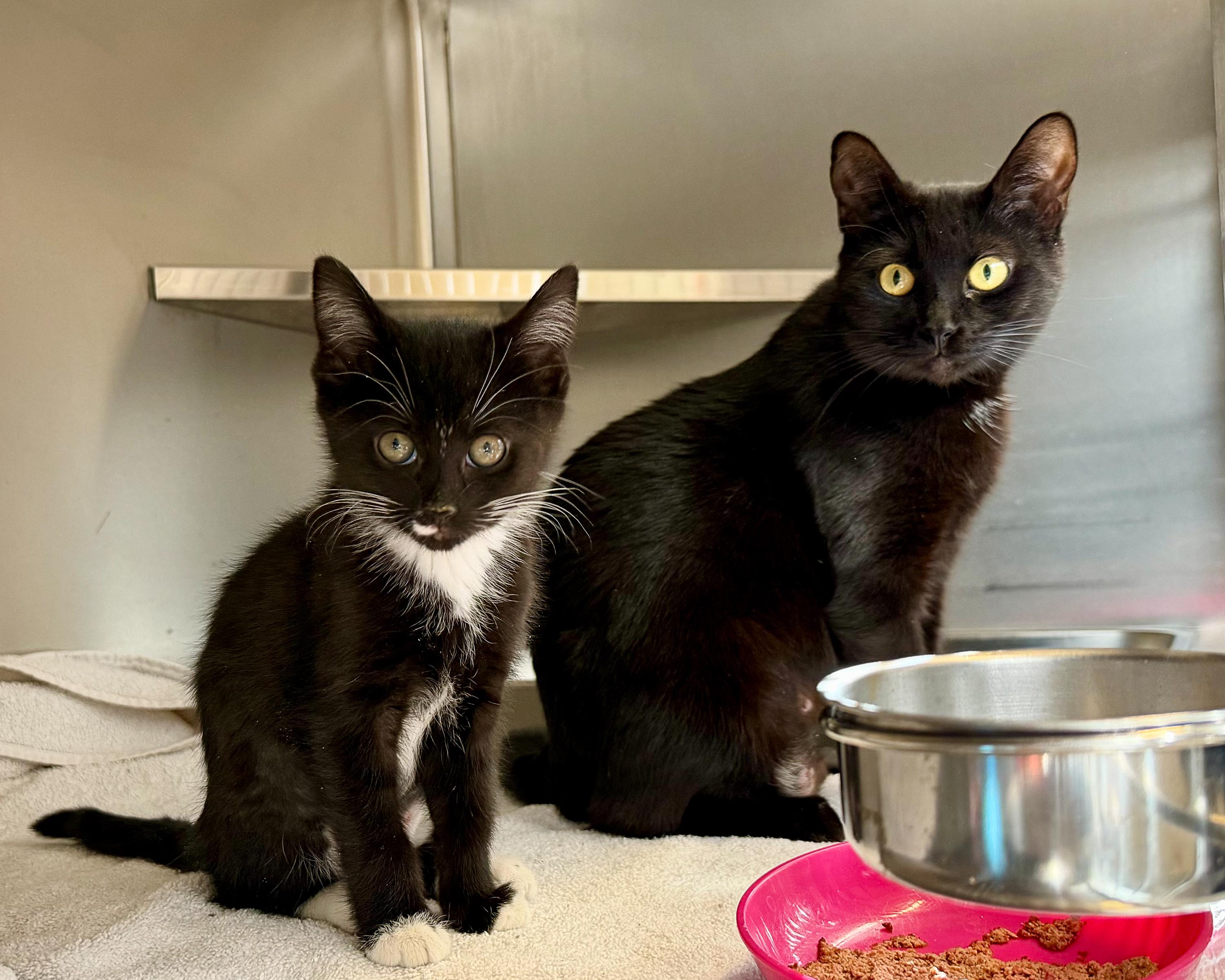 Ms. Kitty, a ADOPTABLE American Shorthair in Scituate, MA image 2/3