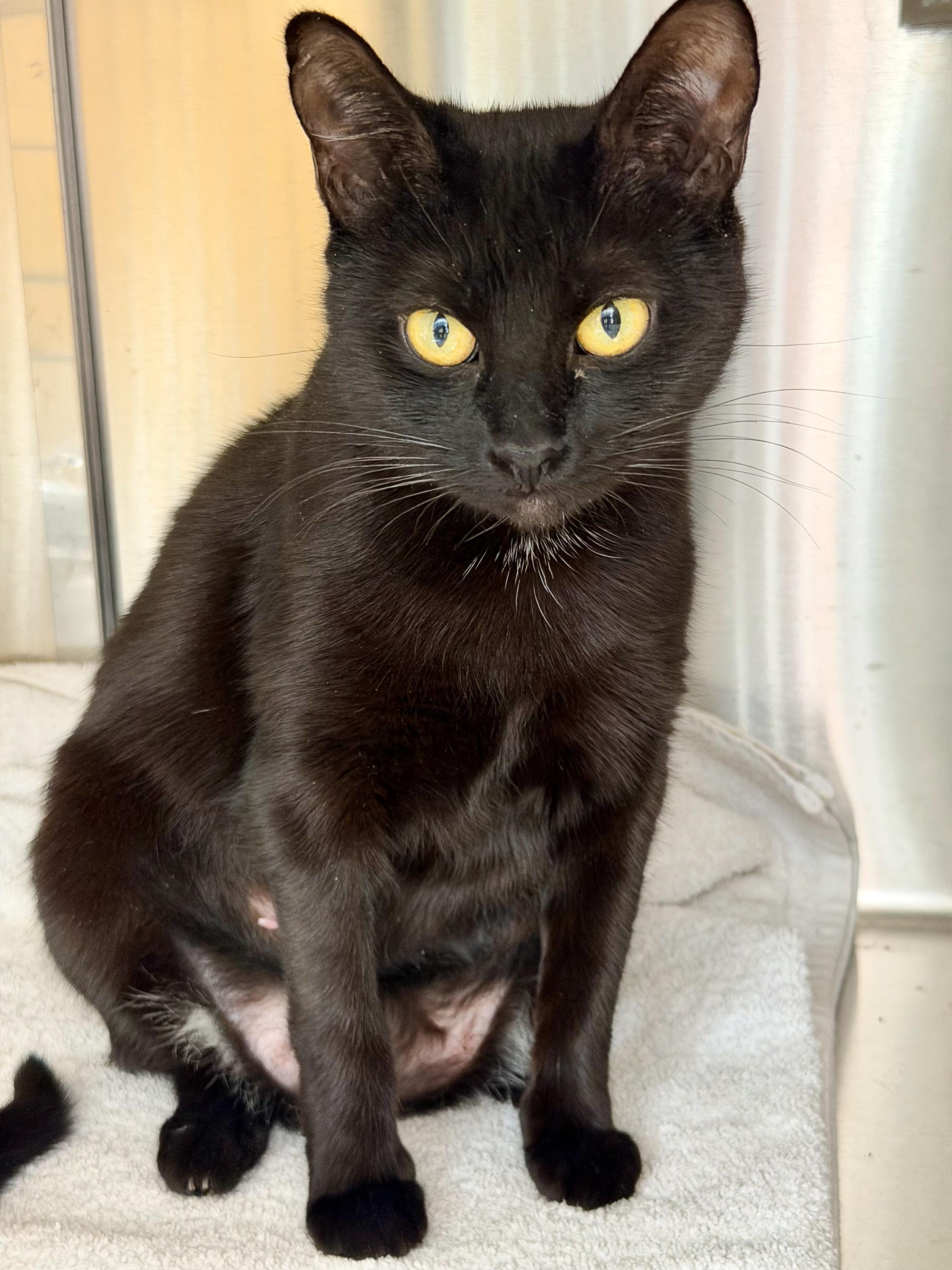 Ms. Kitty, a ADOPTABLE American Shorthair in Scituate, MA image 3/3