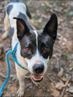 ATHENA, Adoptable, Adult Female Labrador Retriever.