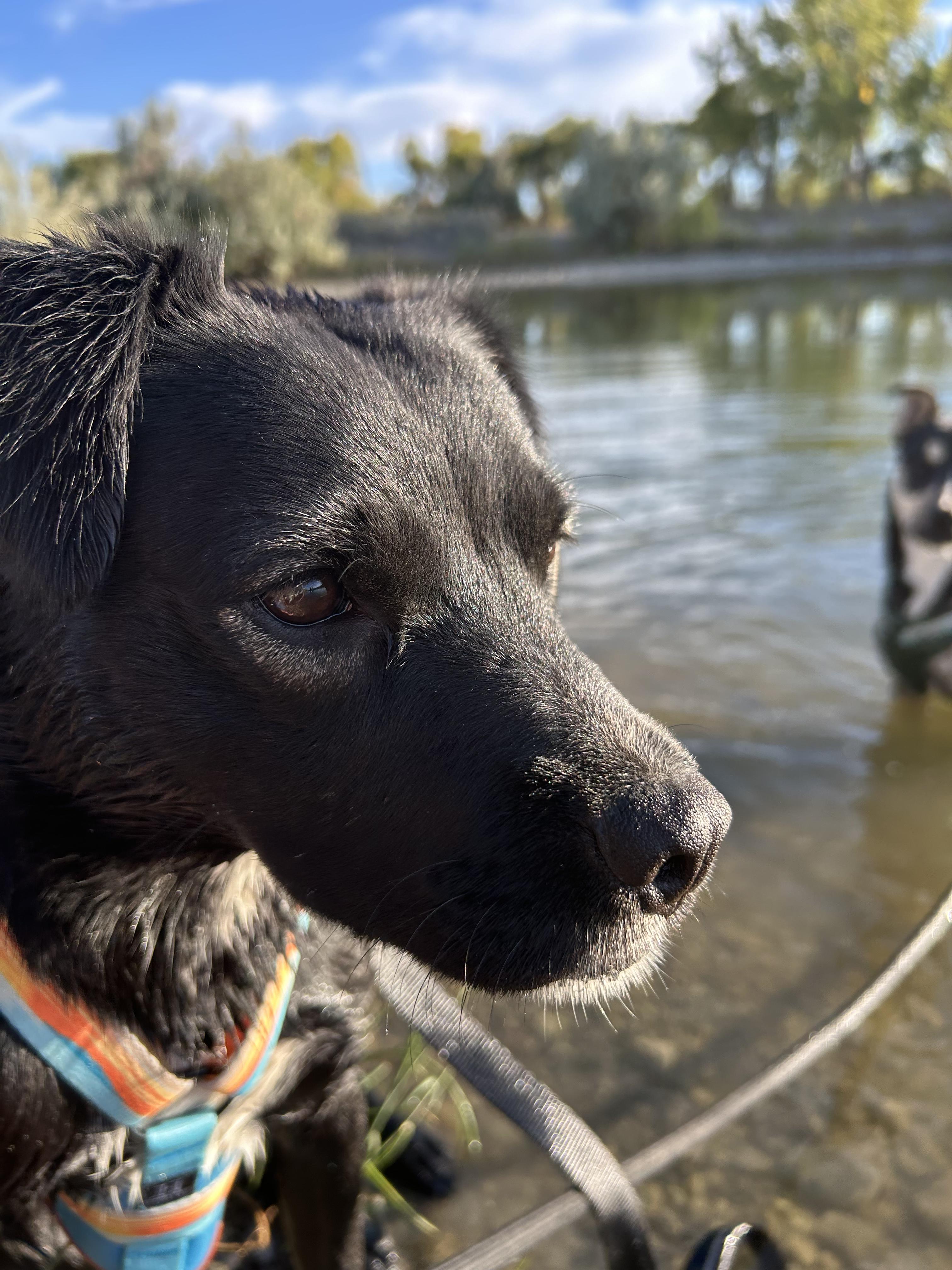 Pebbles, an adoptable Black Labrador Retriever, American Staffordshire Terrier in Riverton, WY, 82501 | Photo Image 1