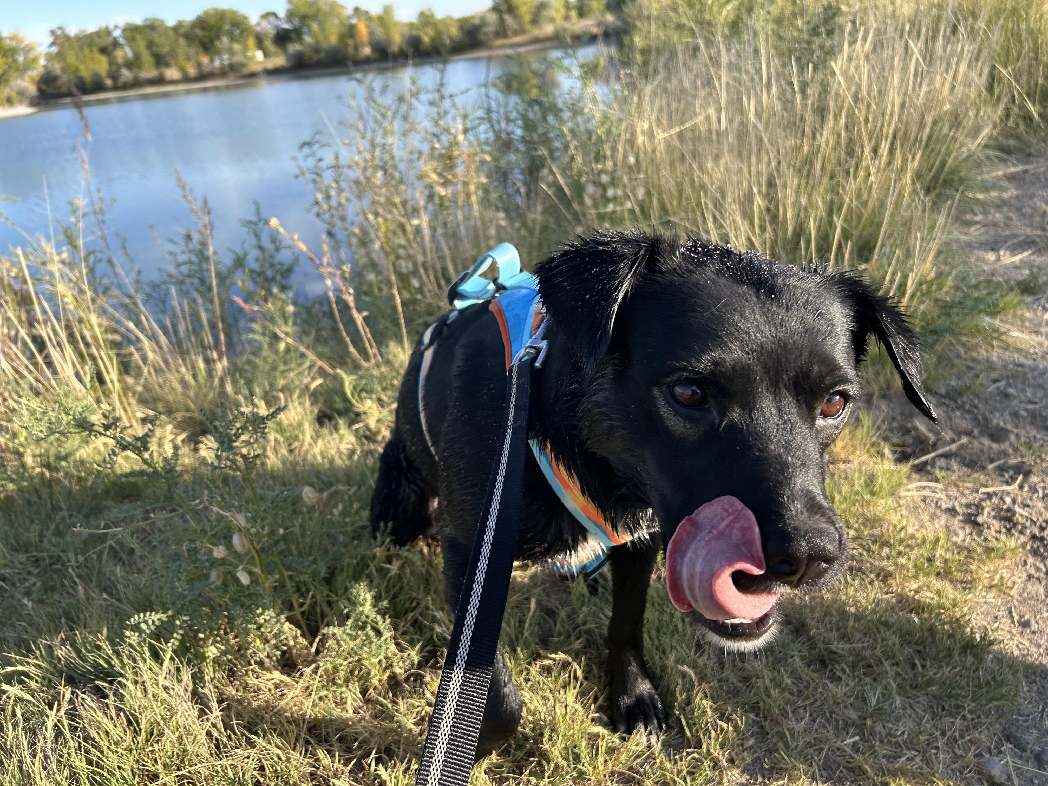 Pebbles, an adoptable Black Labrador Retriever, American Staffordshire Terrier in Riverton, WY, 82501 | Photo Image 4