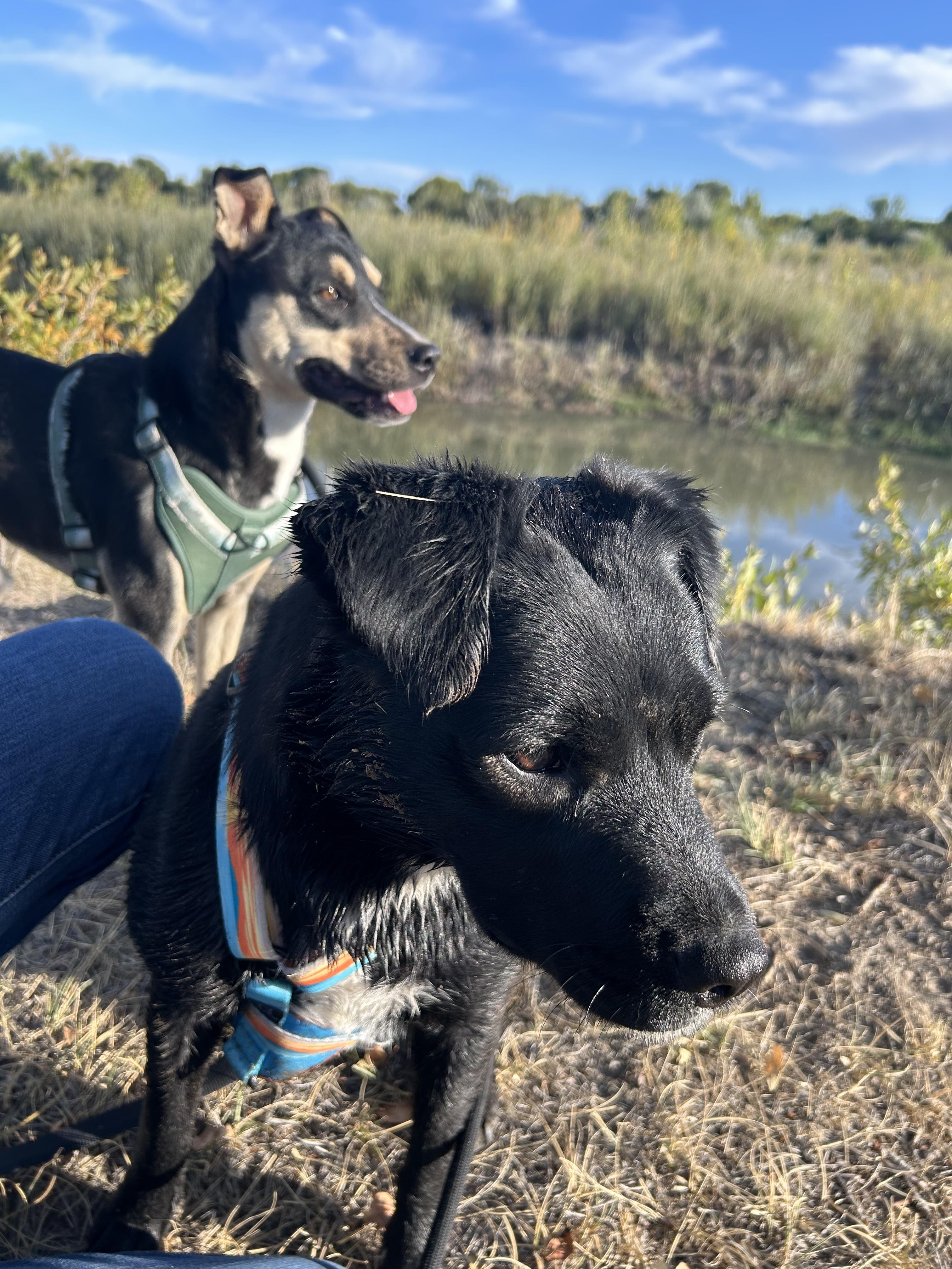 Pebbles, an adoptable Black Labrador Retriever, American Staffordshire Terrier in Riverton, WY, 82501 | Photo Image 3