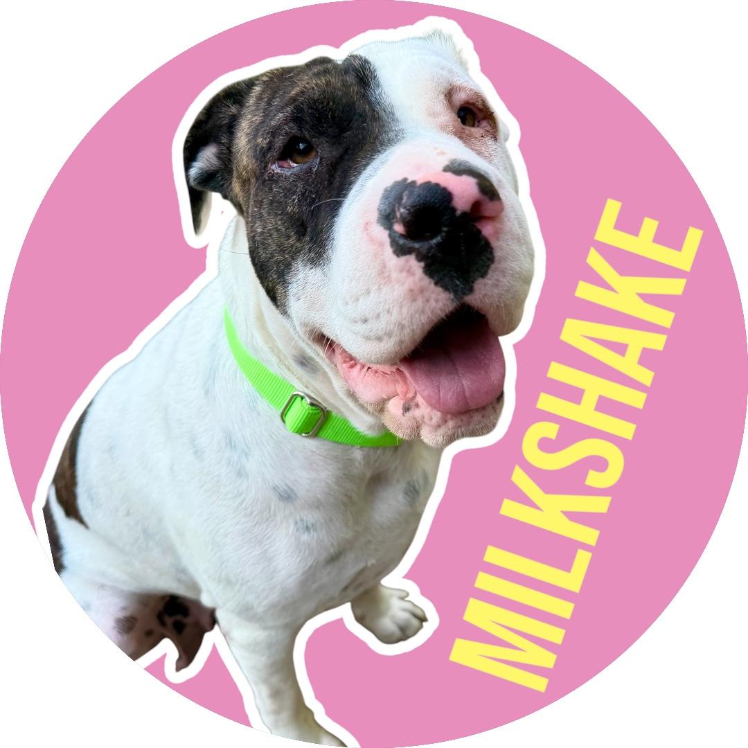 Milkshake, Adoptable, Adult Female Shar-Pei.