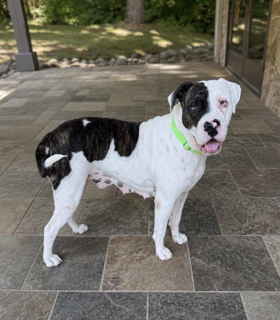 Enlarge Milkshake, a Adoptable mixed breed in Evans City, PA image 2/6