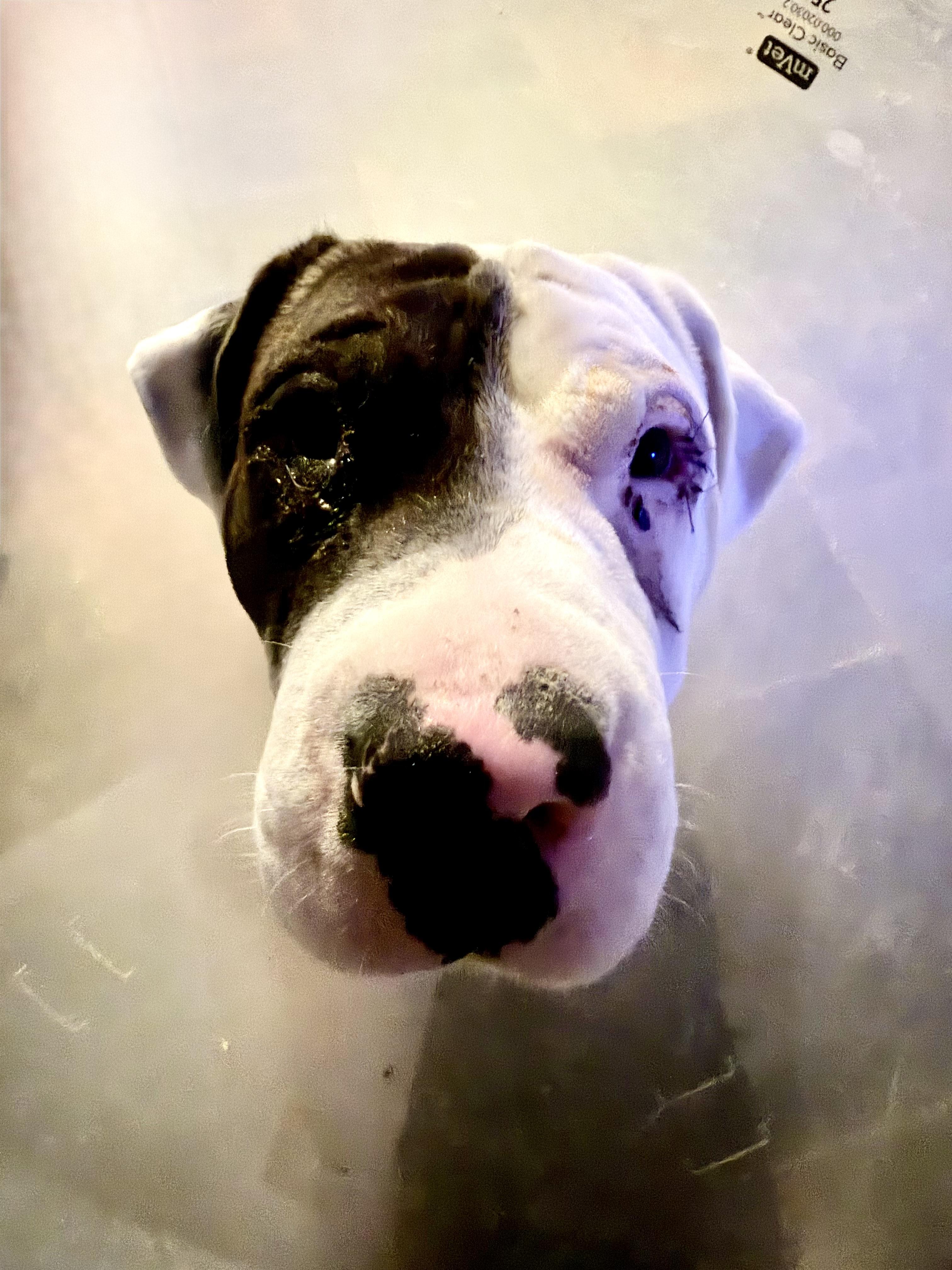 Enlarge Milkshake, a Adoptable mixed breed in Evans City, PA image 6/6