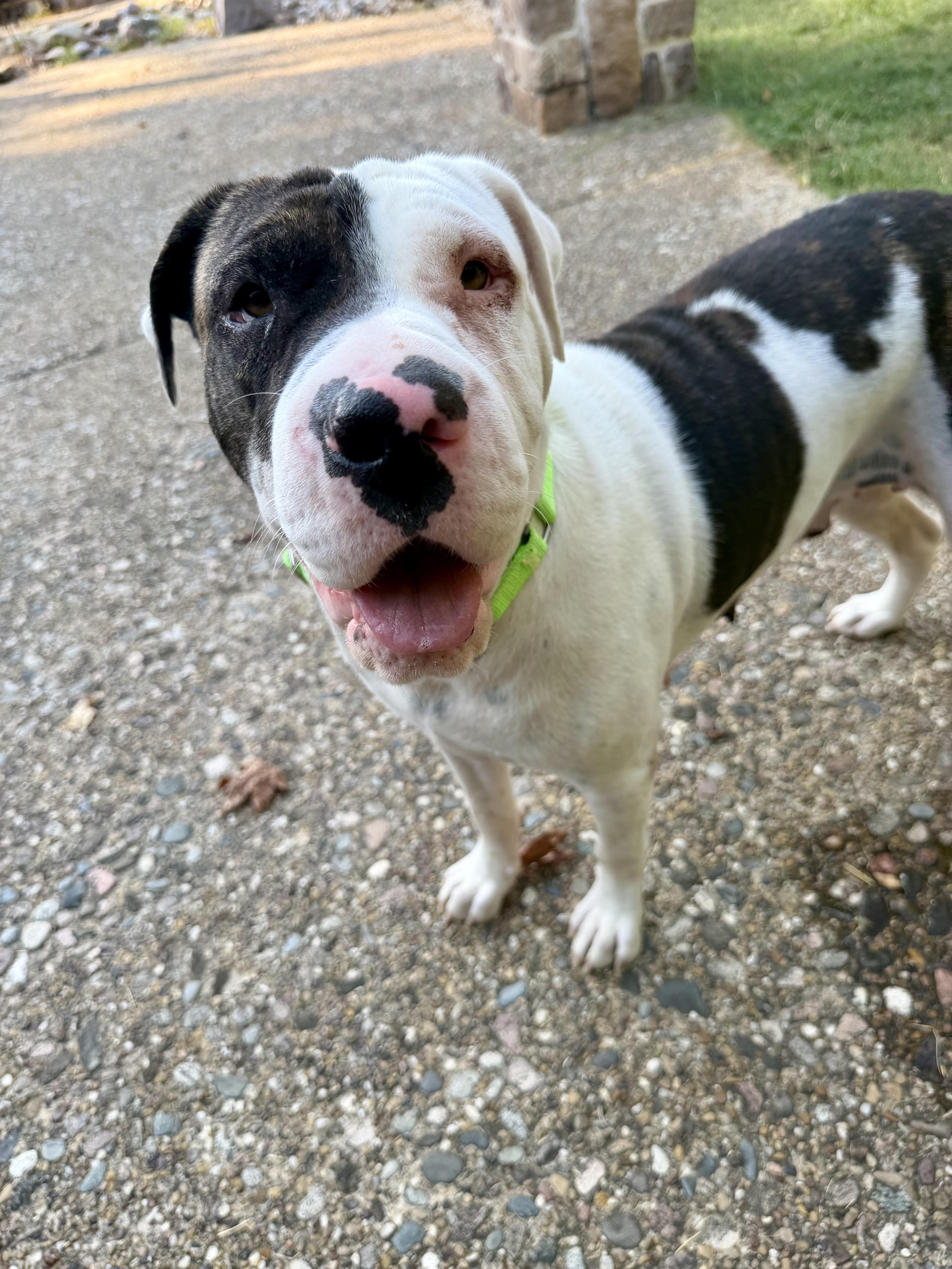 Enlarge Milkshake, a Adoptable mixed breed in Evans City, PA image 5/6