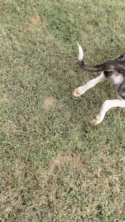 Enlarge Milkshake, a Adoptable mixed breed in Evans City, PA video 3/6