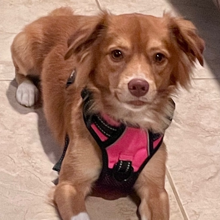 Dog for adoption Pete, a Chihuahua & Pomeranian Mix in Mcallen, TX