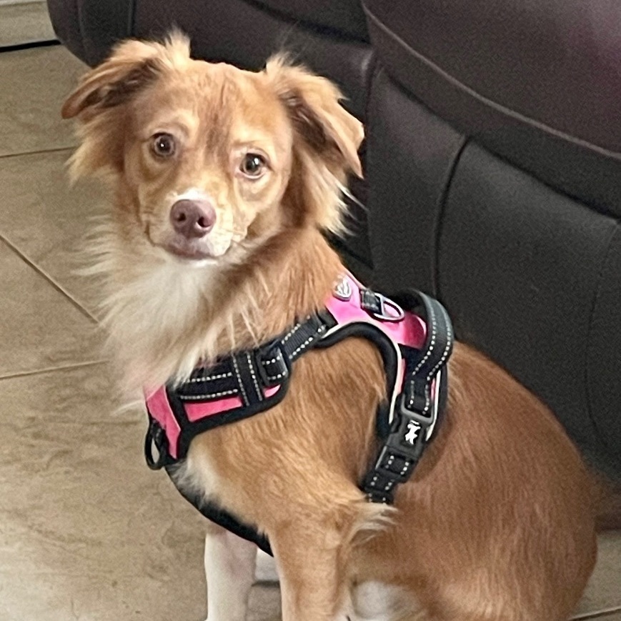 Dog for adoption Pete, a Chihuahua & Pomeranian Mix in Mcallen, TX