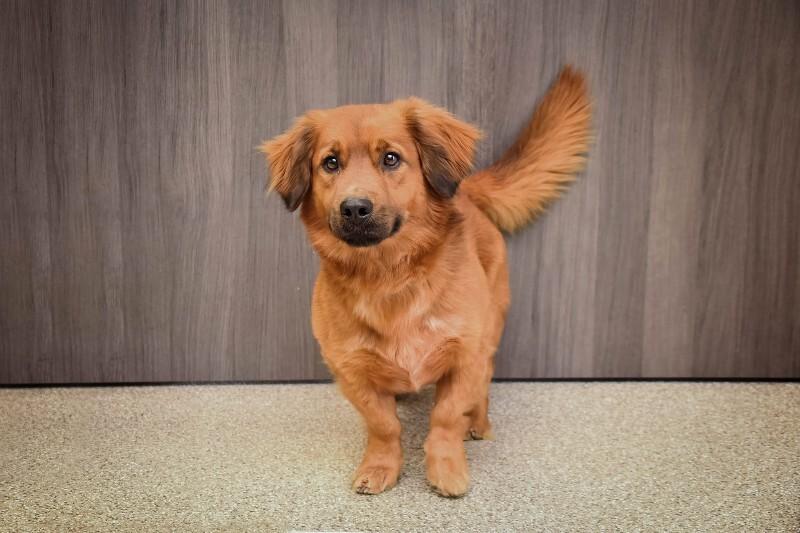 Gunner, Adoptable, Adult Male Hound & Mixed Breed.
