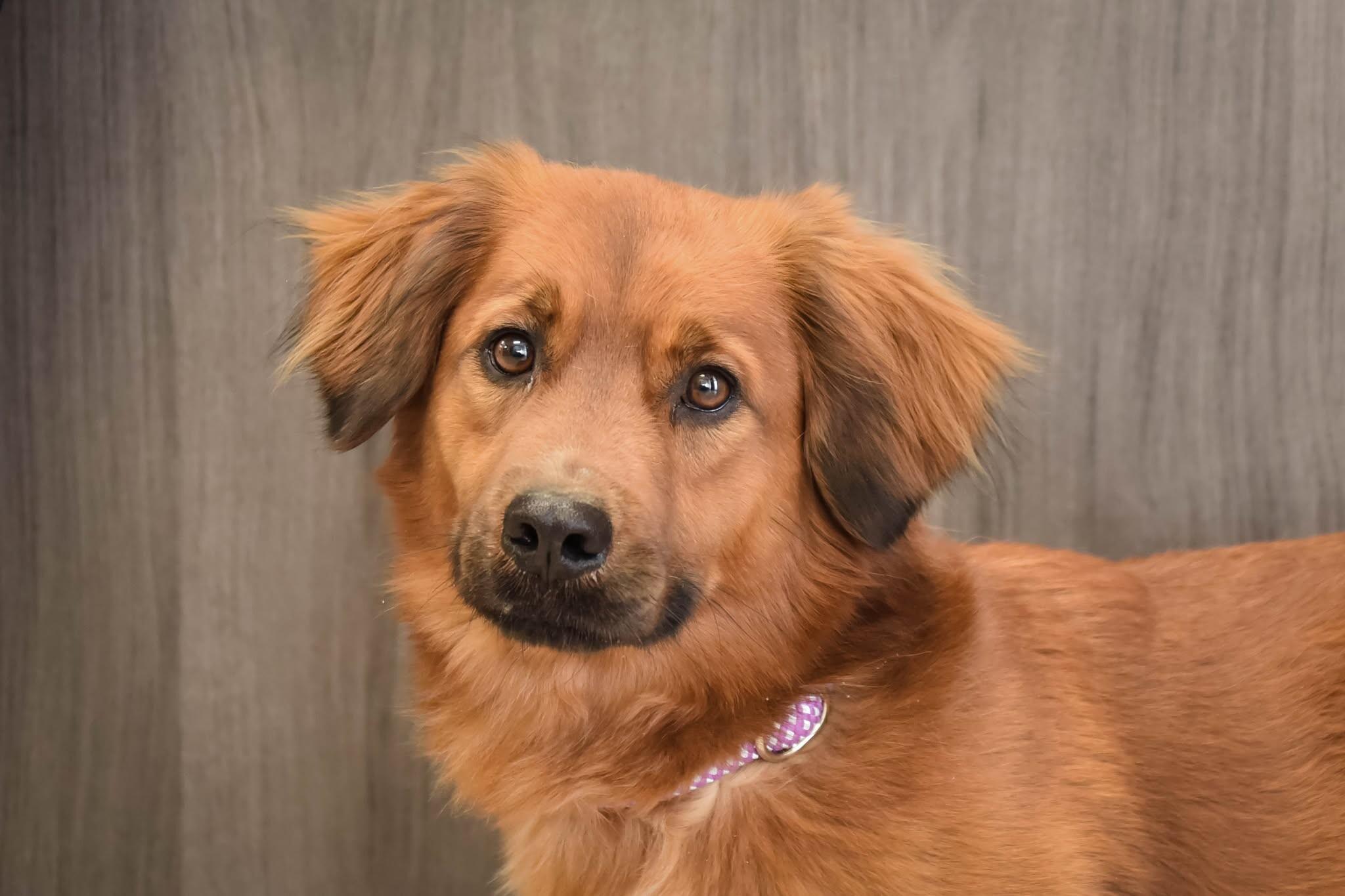 Gunner, a Adoptable mixed breed in Georgetown, OH image 2/3