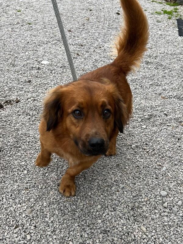 Gunner, a Adoptable mixed breed in Georgetown, OH image 3/3