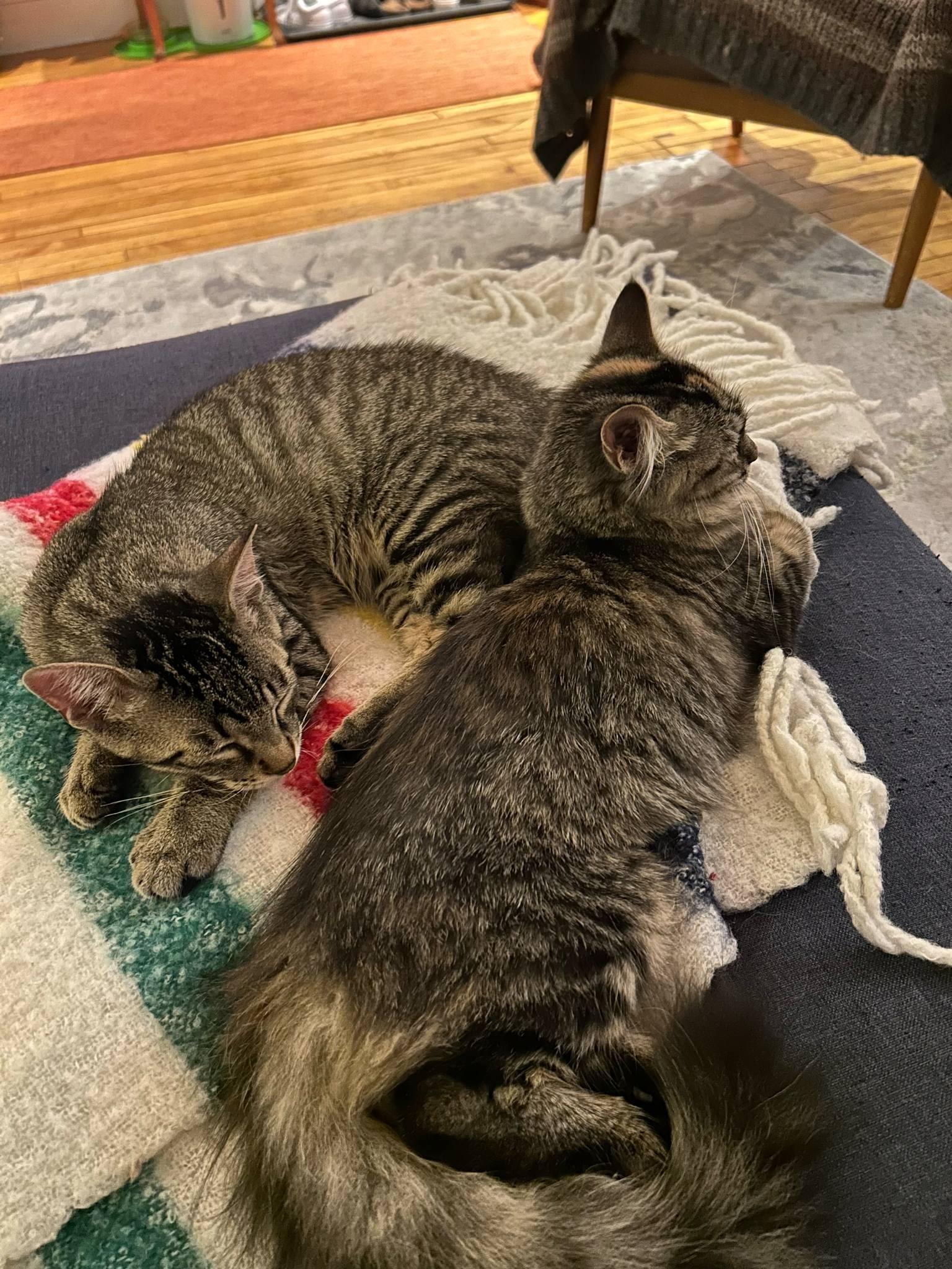 Enlarge Charlotte & Wilbur, a Adopted Tabby in Orleans, ON image 5/6