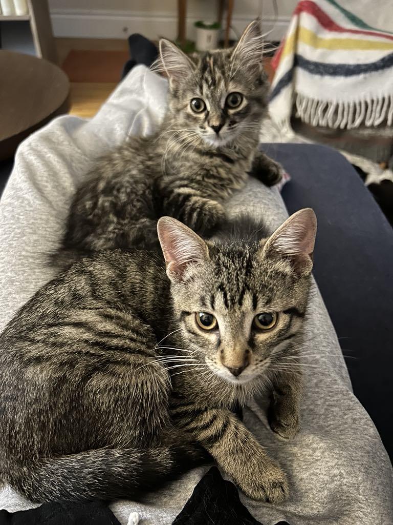 Enlarge Charlotte & Wilbur, a Adopted Tabby in Orleans, ON image 3/6