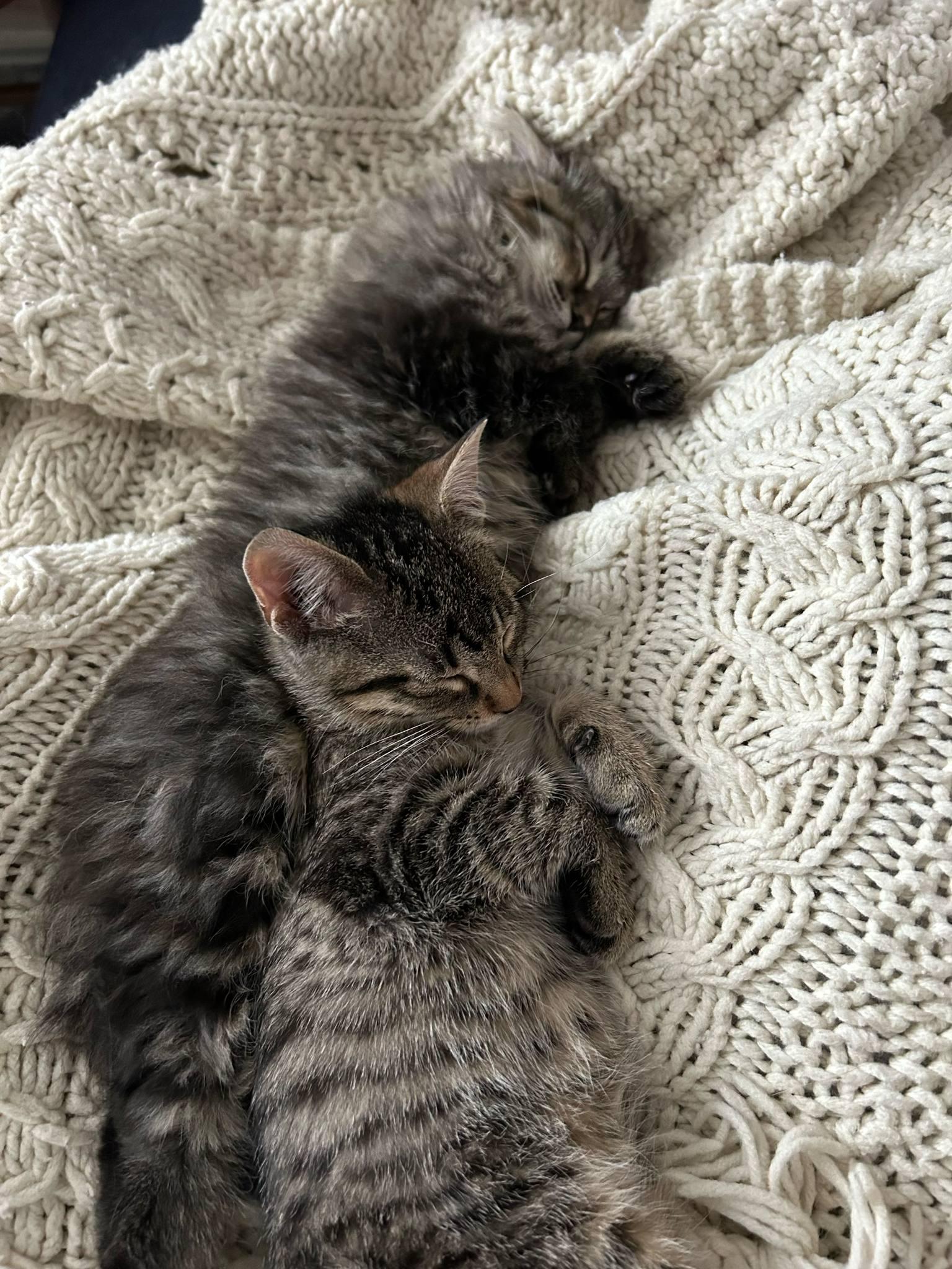 Enlarge Charlotte & Wilbur, a Adopted Tabby in Orleans, ON image 4/6