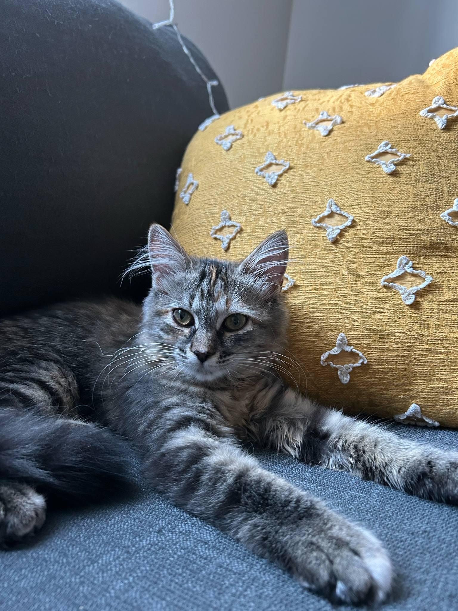 Enlarge Charlotte & Wilbur, a Adopted Tabby in Orleans, ON image 6/6