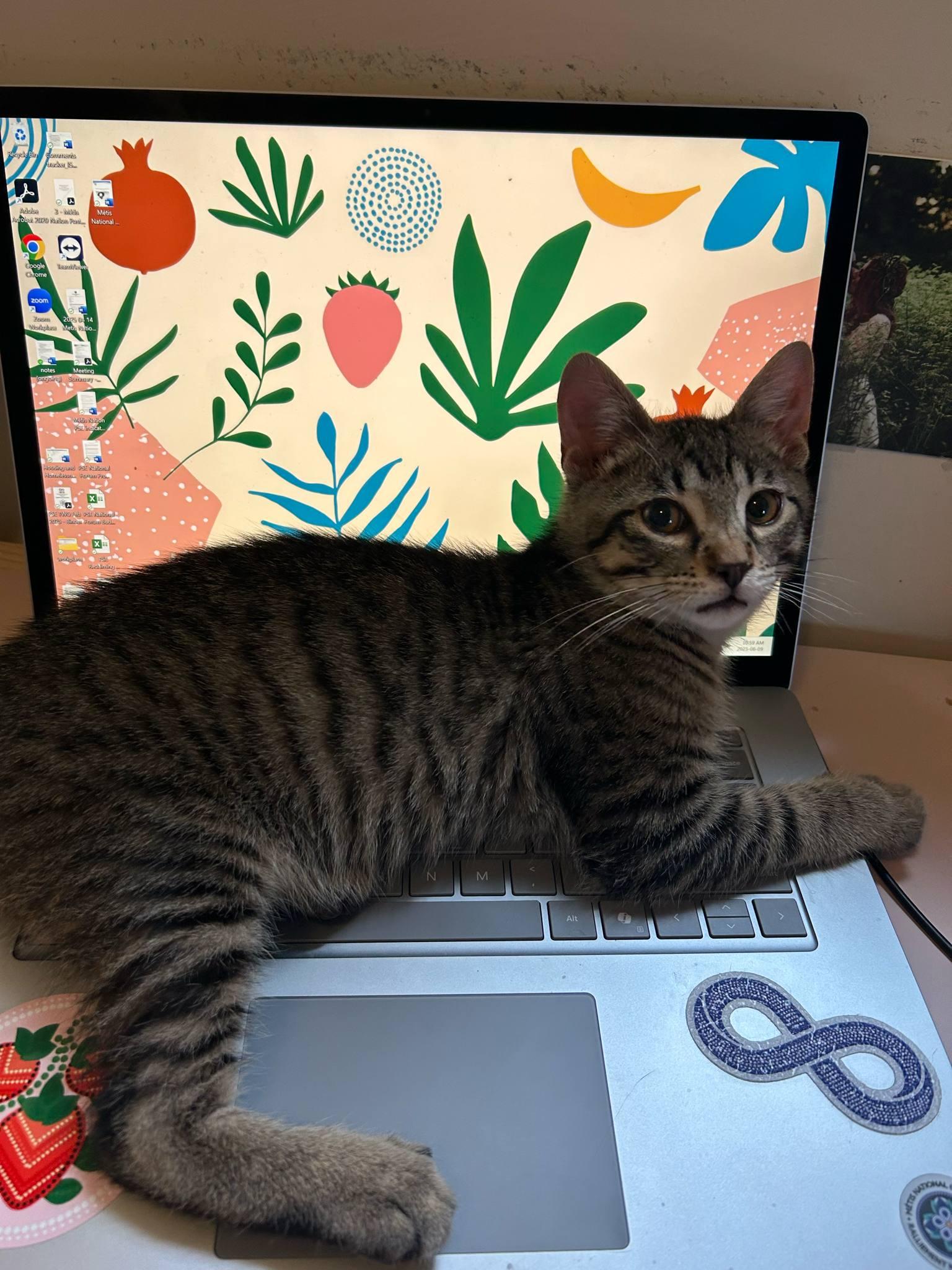 Enlarge Charlotte & Wilbur, a Adopted Tabby in Orleans, ON image 1/6