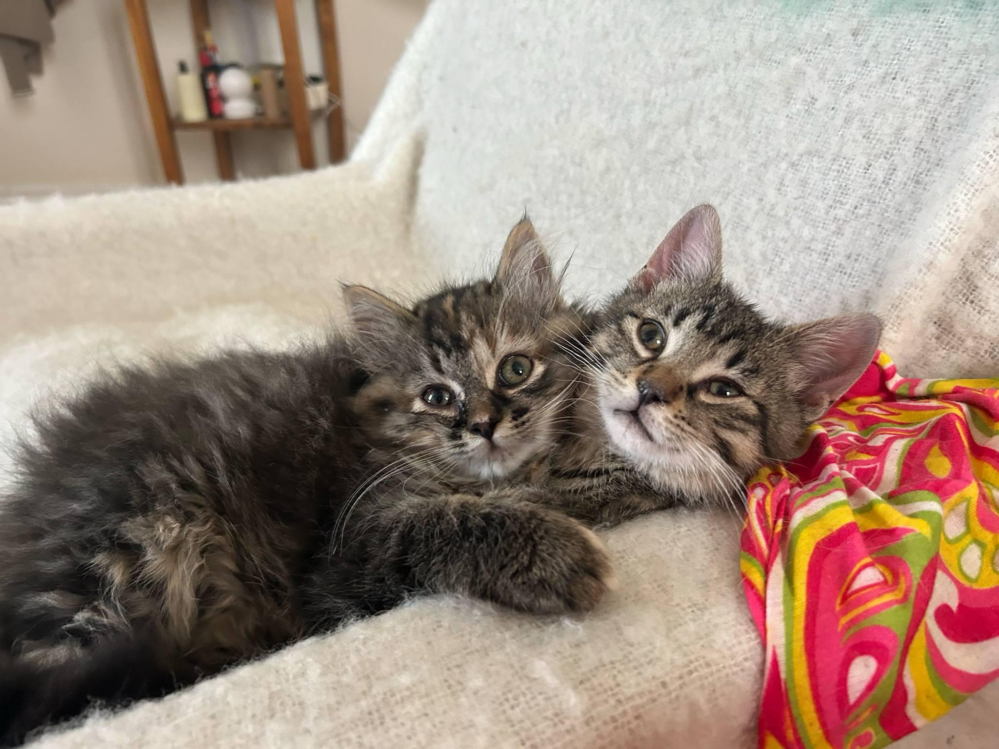 Enlarge Charlotte & Wilbur, a Adopted Tabby in Orleans, ON image 2/6